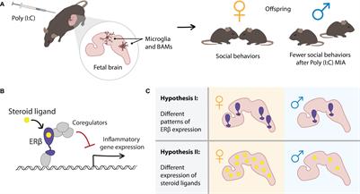 Estrogen Receptor β as a Candidate Regulator of Sex Differences in the Maternal Immune Activation Model of ASD